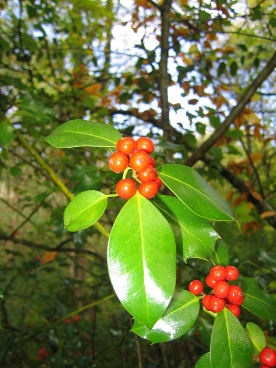 Ilex aquifolium